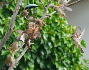 Canvas Print - bird on the feeder