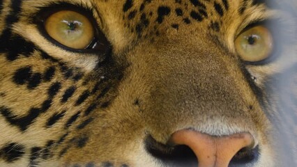 close up of jaguar head looking around