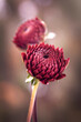 Jesienne kwiaty - Dalia pomponowa