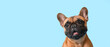 © Pixel-Shot - Cute French bulldog on light blue background with space for text