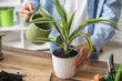 Woman watering potted houseplant at table, closeup