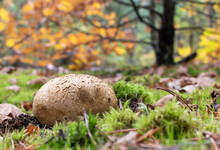 Puffball Mushroom Close-up On Blurred Background Of Autumn Forest On Sunny Day