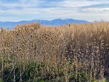 Close-up Of Tall Reeds Growing In A Meadow With A Mountain Backdrop, USA