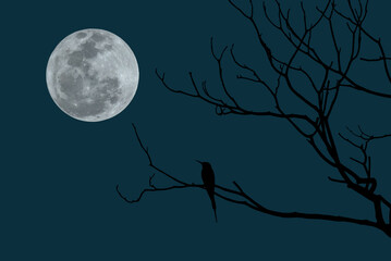Wall Mural - full moon with bird on tree branch in the night.