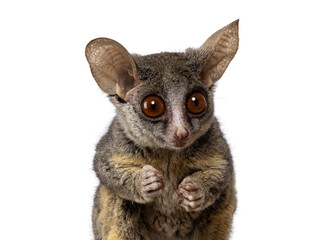 Poster - Close up head shot of adorable South African Bushbaby aka Galago Moholi or nagapie,  looking towards camera with disc shaped eyes and big ears.  Isolated on a white background.