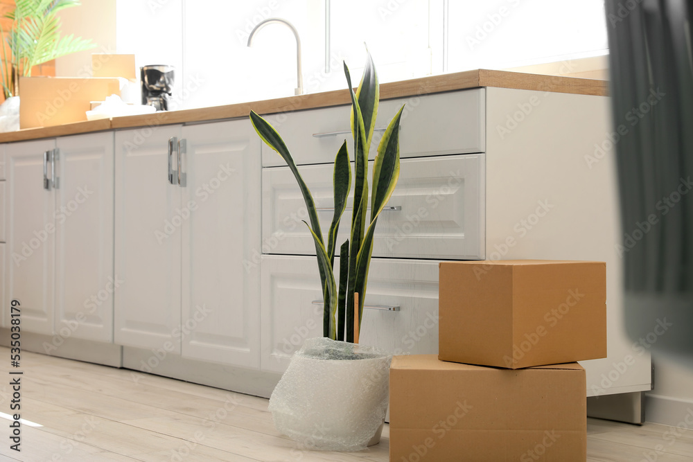 Cardboard boxes and houseplant in kitchen on moving day