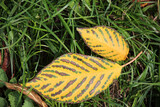 Fototapeta  - autumn leaves