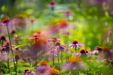 Sticker - The Echinacea - coneflower close up in the garden