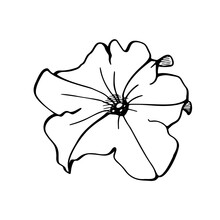 Hand Drawn Petunia On White Background. Wedding Concept. Vector Illustration EPS10