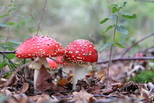 Two Beautiful Red Fungi With White Dots Closeup At The Bottom With Brown Leaves In A Forest In Autumn