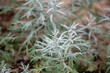 Leaves of a silver wormwood, Artemisia ludoviciana