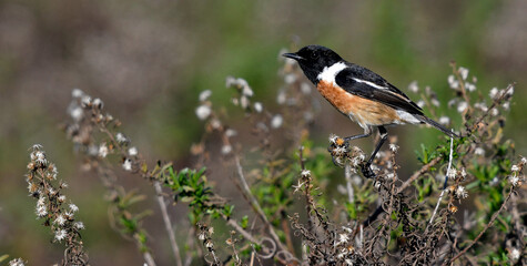 Canvas Print - European stonechat // Schwarzkehlchen (Saxicola rubicola)