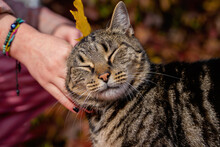 Portrait Of A Photogenic Gray Striped Cat On A Background Of Rich Autumn Grass With Yellow Maple Leaf . Closed Eyes