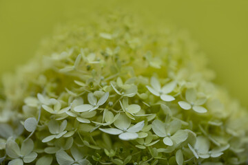 Wall Mural - hydrangea or hortensia flower close up