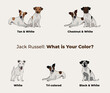 Jack Russell terrier breed, dog pedigree drawing. Cute dog characters in various poses, designs for prints adorable and cute Bulldog cartoon vector set, in different poses. All popular colors.
