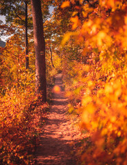 Wall Mural - Nice autumnal scene in the forest