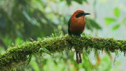 Wall Mural - broad-billed motmot - electron platyrhynchum found in bolivia, brazil, colombia, costa rica, ecuador