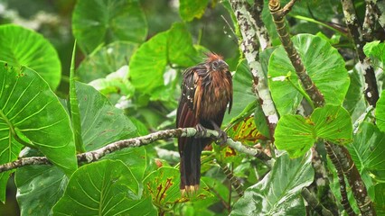 Wall Mural - hoatzin or hoactzin (opisthocomus hoazin) tropical bird in opisthocomiformes, found in swamps, ripar