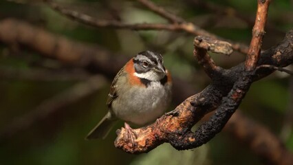 Wall Mural - rufous-collared sparrow - zonotrichia capensis is an american sparrow found in a wide range of habit