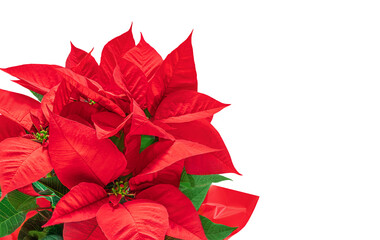 Wall Mural - christmas poinsettia isolated on white background. xmas symbol poinsetta as a gift