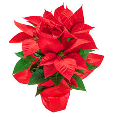 Wall Mural - christmas poinsettia in a red flower pot isolated on white background. xmas symbol poinsetta as a gi