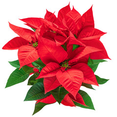 Wall Mural - christmas poinsettia isolated on white background. xmas symbol poinsetta as a gift