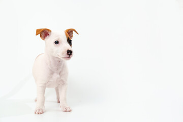 Wall Mural - a jack russell terrier puppy on a white background. 