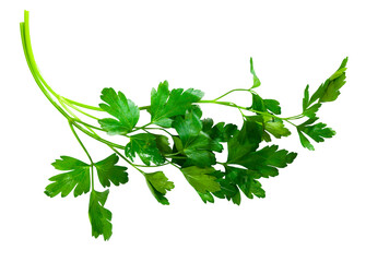 Sprigs of fresh parsley, isolated on a white background. Close-up image