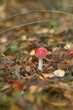 Mushroom fly agaric red large macro with berries in autumn in the forest