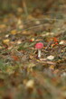 Mushroom fly agaric red large macro in autumn against the backdrop of the forest