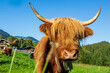 Galloway - Schottland Rind  - Allgäu - Kuh - lustig