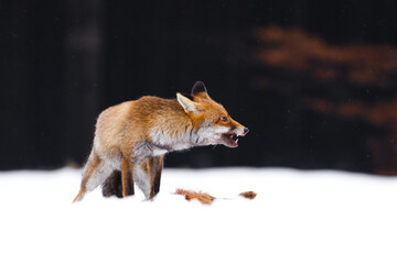 Poster - Hunting fox. Red fox, Vulpes vulpes, growls and shows teeth as defends prey. Vixen tears and feeds caught hare. Hunter with prey. Wild predator in snow on forest meadow. Wildlife from winter nature.