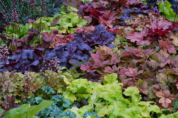 Heuchera alumroot leaves green red violet purple