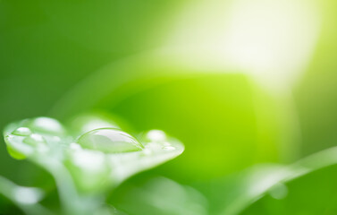 Wall Mural - Macro photography of beautiful rain drops on dark green leaf in the morning. Close up leaf texture in nature. Natural background