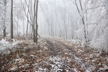 Wall Mural - Winter forest frost landscape