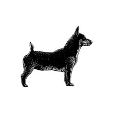 Teddy Roosevelt Terrier Hand Drawing Vector Illustration Isolated On Background