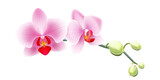 Fototapeta  - Jasno różowa orchidea - gałązka z pąkami i pięknymi rozwiniętymi kwiatami. Ręcznie rysowana botaniczna ilustracja.	