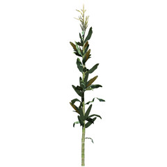 Poster - Corn Stalk - Front View