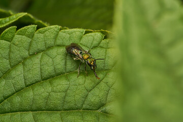 Wall Mural - A green fly drinking water perched on a green leaf