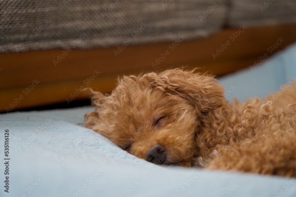 寝ているトイプードル Stock Photo | Adobe Stock