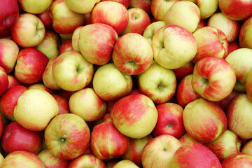 Wall Mural - Fresh picked honey crispy apples as food background