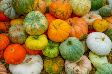 Wall Mural - colorful pumpkins pile in autumn harvest season as food background