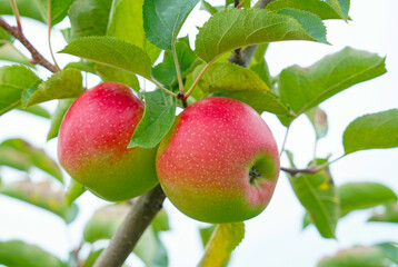 Wall Mural - red apples on the tree in harvest season