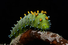 Cecropia Moth Caterpillar In A Twig On A Black Background Face View