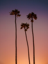 Silhouette Of Three Tall Palm Trees