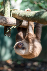 Wall Mural - costa rican sloth hanging relaxed from a tree branch while resting and sleeping