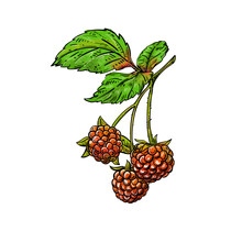 Hand Drawn Sketch Color Of Raspberry Branch, Berry, Leaf. Digital Illustration. Elements In Graphic Style Label, Card, Sticker, Menu, Package. 