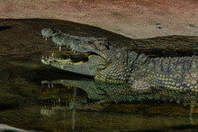 Portrait Alligator In The Water