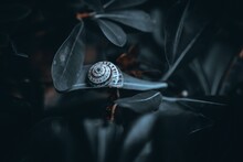 Snail Shell Sneaking Around Leaves In Garden. Glossy Capture During Night Outing