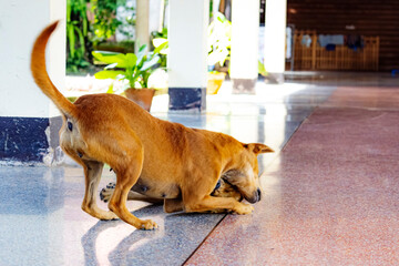 Wall Mural - Thai dog in Thai temple